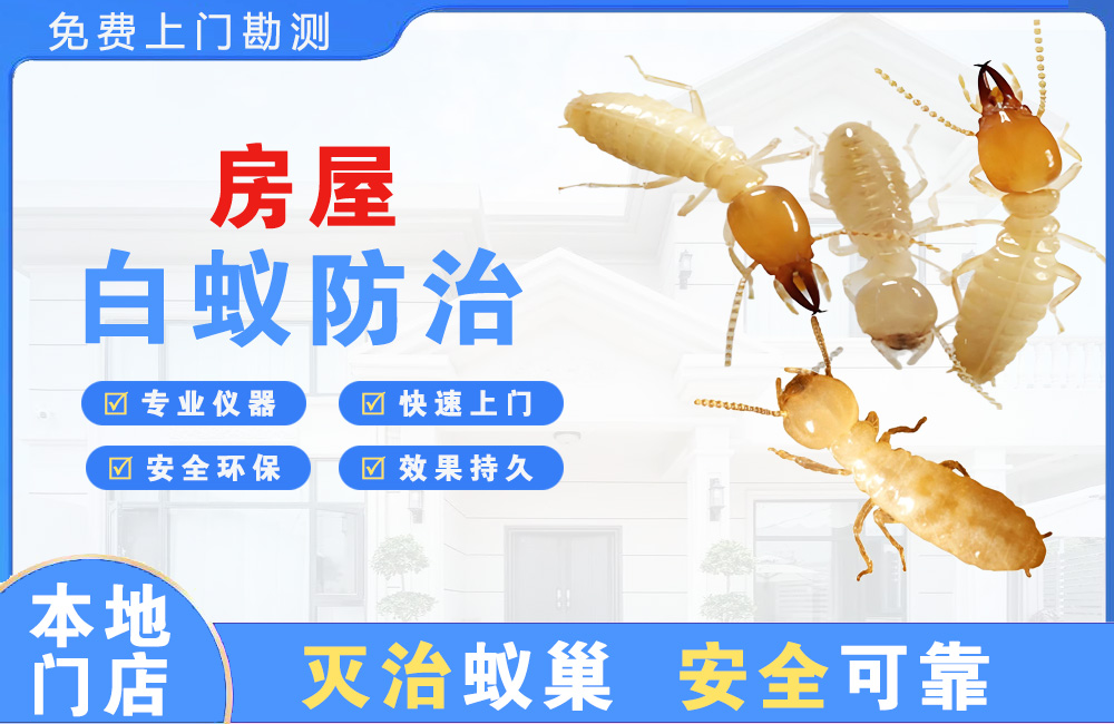 内江房屋白蚁防治